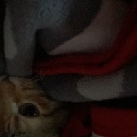 Tekir Kedi, Kedi  Şeker fotoğrafı