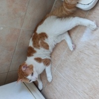 Tekir Kedi, Kedi  Pati fotoğrafı
