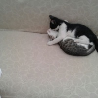 Tekir Kedi, Kedi  bıdık fotoğrafı