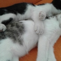 Tekir Kedi, Kedi  bıdık fotoğrafı