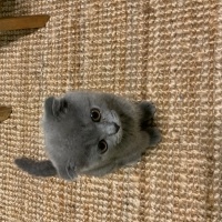 Scottish Fold, Kedi  Zeytin fotoğrafı