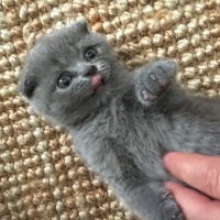 Scottish Fold, Kedi  Zeytin fotoğrafı