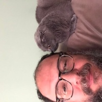 Scottish Fold, Kedi  Zeytin fotoğrafı