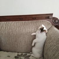 Tekir Kedi, Kedi  Ares ve zeus fotoğrafı