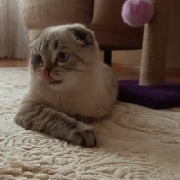 Scottish Fold, Kedi  Mavi fotoğrafı