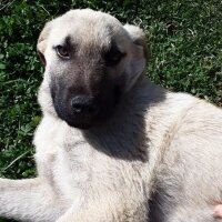 Kangal, Köpek  Barak fotoğrafı