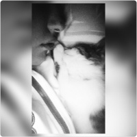 Tekir Kedi, Kedi  Leyla  fotoğrafı