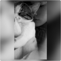 Tekir Kedi, Kedi  Leyla  fotoğrafı