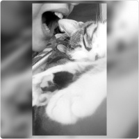 Tekir Kedi, Kedi  Leyla  fotoğrafı
