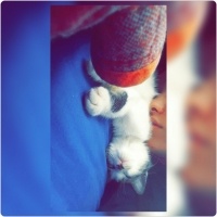 Tekir Kedi, Kedi  Leyla  fotoğrafı