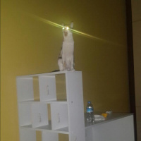 Tekir Kedi, Kedi  Leyla  fotoğrafı