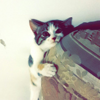 Tekir Kedi, Kedi  Leyla  fotoğrafı