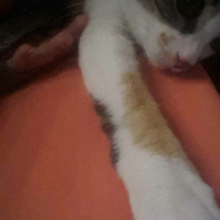 Tekir Kedi, Kedi  Leyla  fotoğrafı