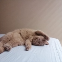 British Shorthair, Kedi  Şubat fotoğrafı