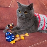 British Shorthair, Kedi  Luna fotoğrafı