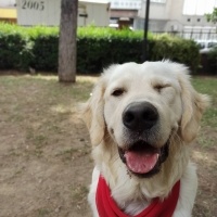 Golden Retriever, Köpek  Pars fotoğrafı