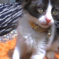 Tuxedo (Smokin) Kedi, Kedi  Zeytin fotoğrafı