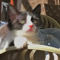 Tuxedo (Smokin) Kedi, Kedi  Zeytin fotoğrafı