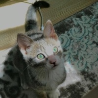 Tekir Kedi, Kedi  Zeus fotoğrafı
