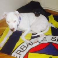 Amerikan Pitbull Terrier, Köpek  Yaman fotoğrafı