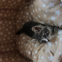 Tekir Kedi, Kedi  Duman fotoğrafı