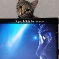 Tekir Kedi, Kedi  Arya fotoğrafı