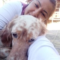 İngiliz Setter, Köpek  Tarçın fotoğrafı