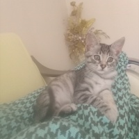 Tekir Kedi, Kedi  SAKIZ fotoğrafı