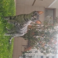 Tekir Kedi, Kedi  SAKIZ fotoğrafı