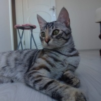 Tekir Kedi, Kedi  SAKIZ fotoğrafı