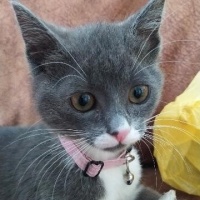 British Shorthair, Kedi  Bıyık fotoğrafı