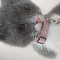 British Shorthair, Kedi  Bıyık fotoğrafı