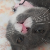 British Shorthair, Kedi  Bıyık fotoğrafı