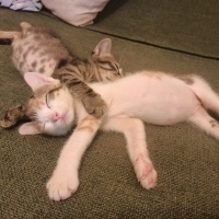 Tekir Kedi, Kedi  pakıze fotoğrafı
