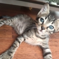 Tekir Kedi, Kedi  pakıze fotoğrafı