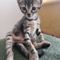 Tekir Kedi, Kedi  pakıze fotoğrafı