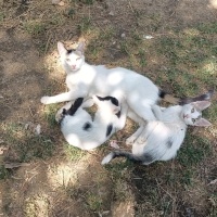 Tekir Kedi, Kedi  pakıze fotoğrafı
