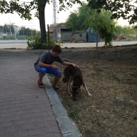 Türk Tazısı, Köpek  Toffi fotoğrafı