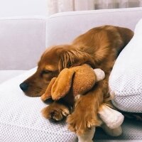 Amerikan Cocker Spaniel, Köpek  Cockie fotoğrafı