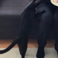 Bombay, Kedi  Gece fotoğrafı