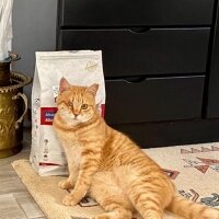 Oriental Longhair, Kedi  Şirin fotoğrafı