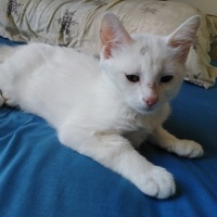Ankara Kedisi, Kedi  Maşa fotoğrafı
