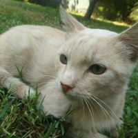 Tekir Kedi, Kedi  Papatya &Minik fotoğrafı
