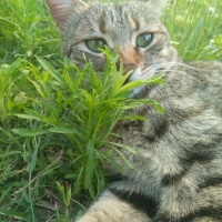 Tekir Kedi, Kedi  Papatya &Minik fotoğrafı