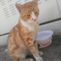 Tekir Kedi, Kedi  Papatya &Minik fotoğrafı