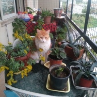 Tekir Kedi, Kedi  Papatya &Minik fotoğrafı