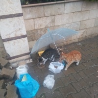 Tekir Kedi, Kedi  Papatya &Minik fotoğrafı