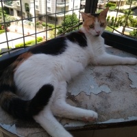 Tekir Kedi, Kedi  Papatya &Minik fotoğrafı