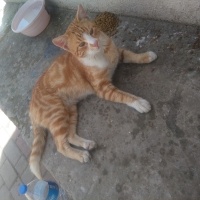 Tekir Kedi, Kedi  Papatya &Minik fotoğrafı