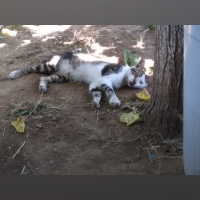 Tekir Kedi, Kedi  Papatya &Minik fotoğrafı